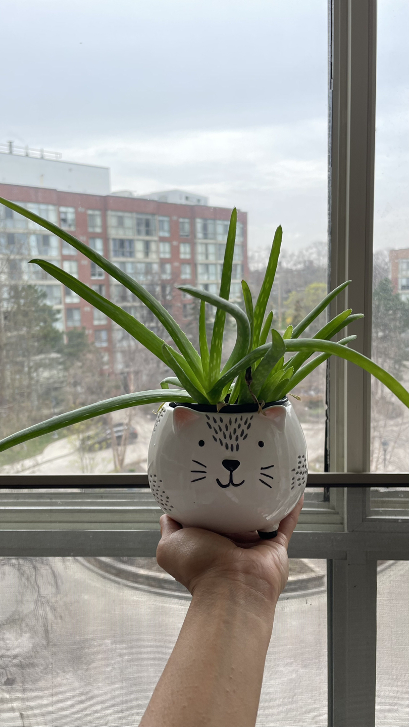 Mini Aloe vera (Planter NOT included) thumbnail