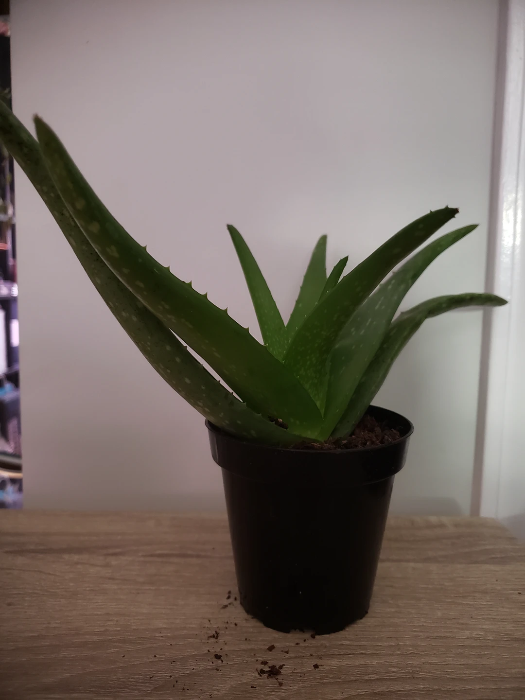 plants- alocasia, philodendron, pothos - photo 4