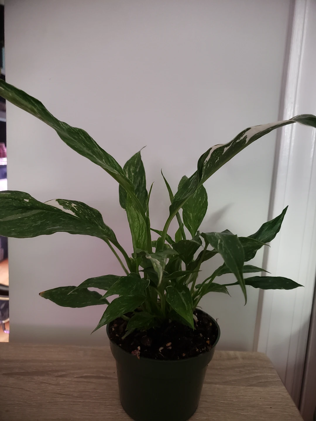 plants- alocasia, philodendron, pothos - photo 2