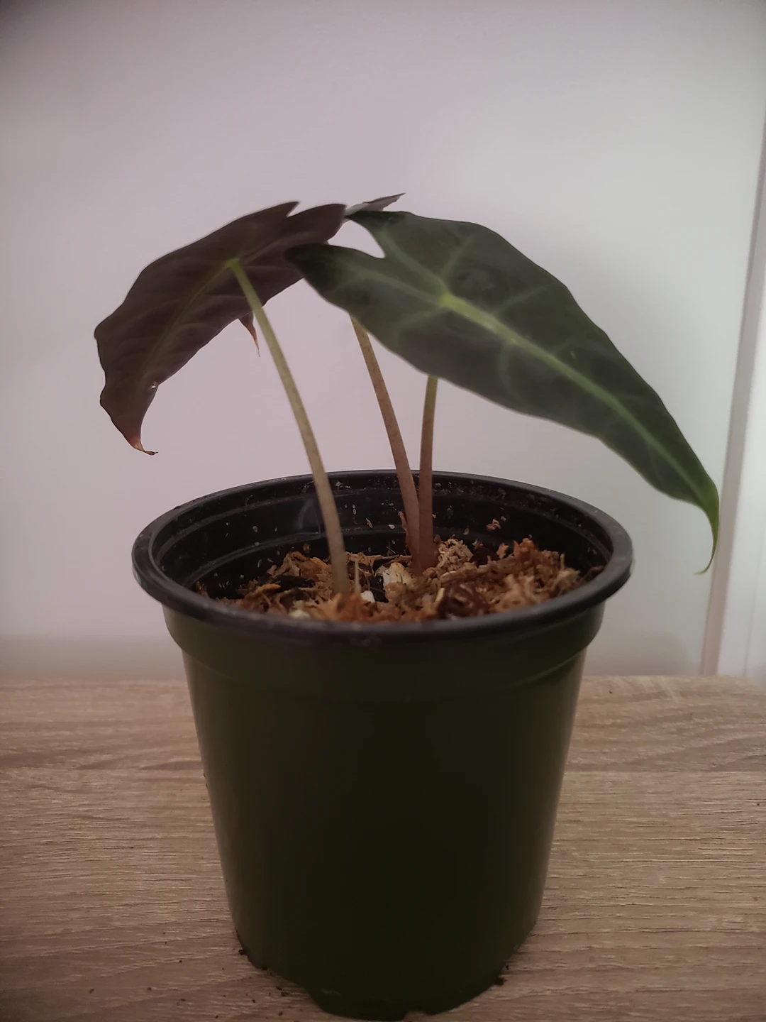 plants- alocasia, philodendron, pothos - photo 5
