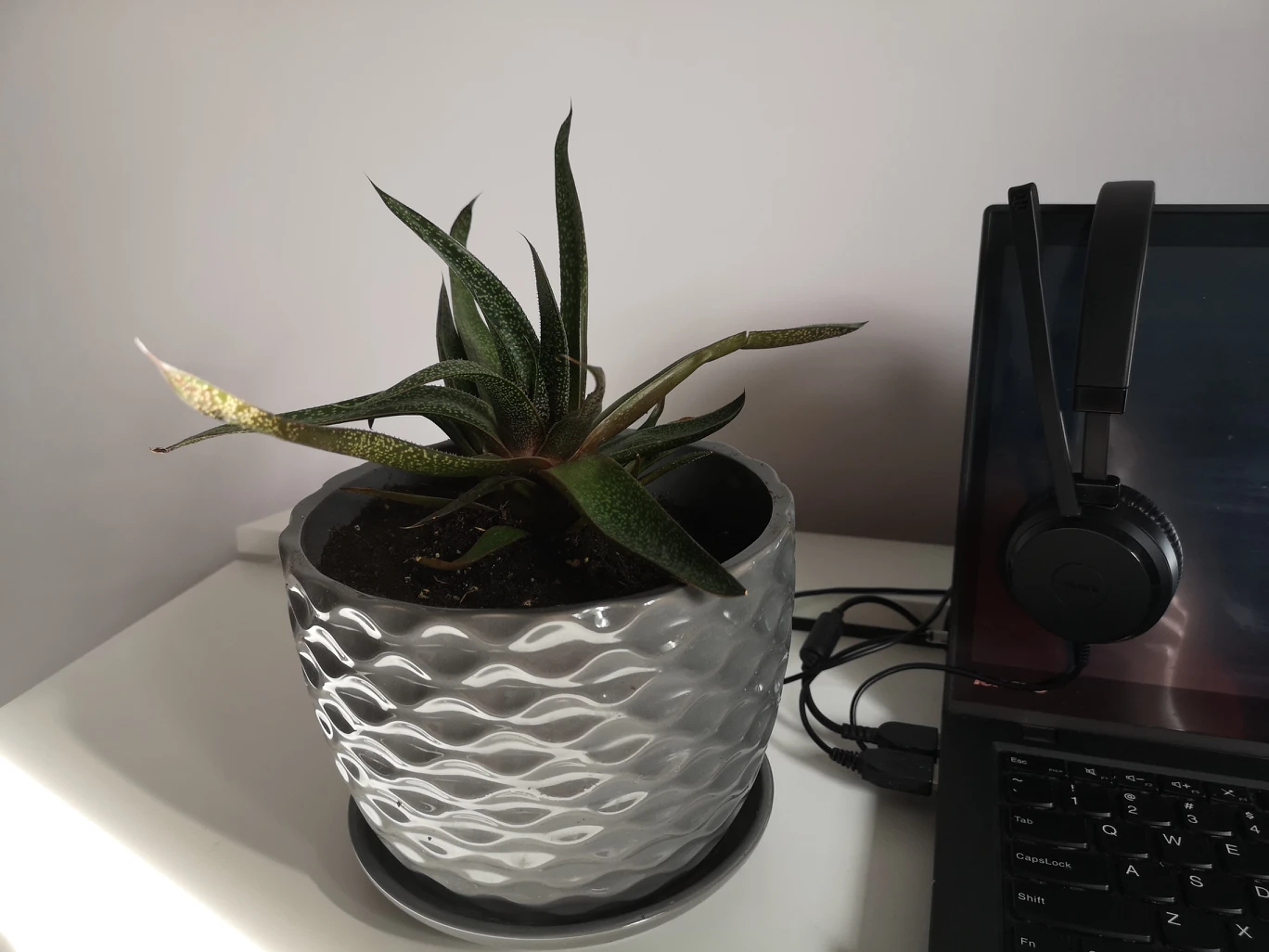plants - photo 3