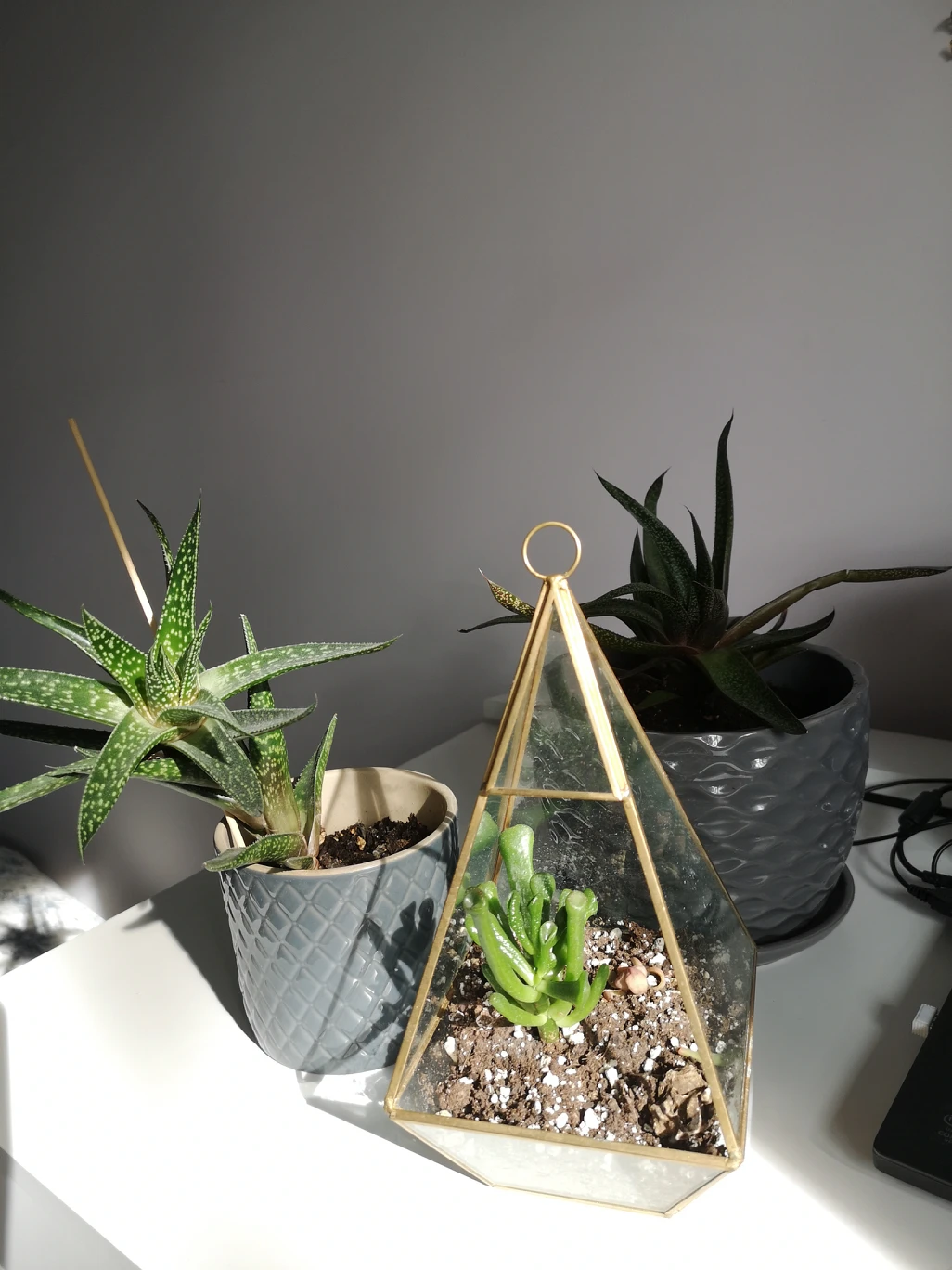 plants - photo 2