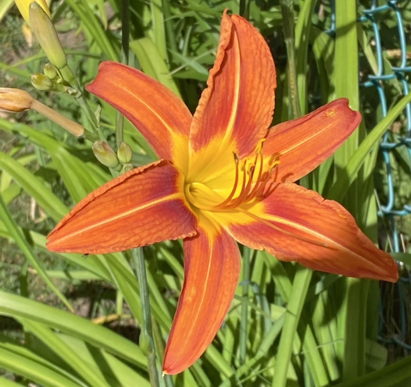 #freecycle Daylilies - photo 2