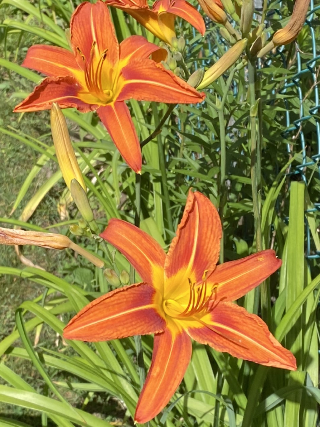 #freecycle Daylilies