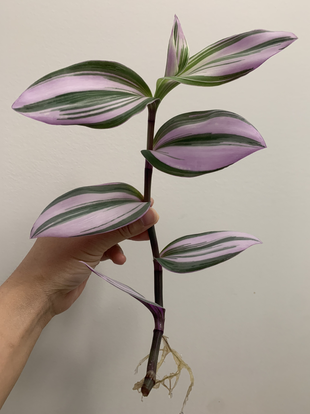 #freecyle Trandescantia nanouk cutting thumbnail