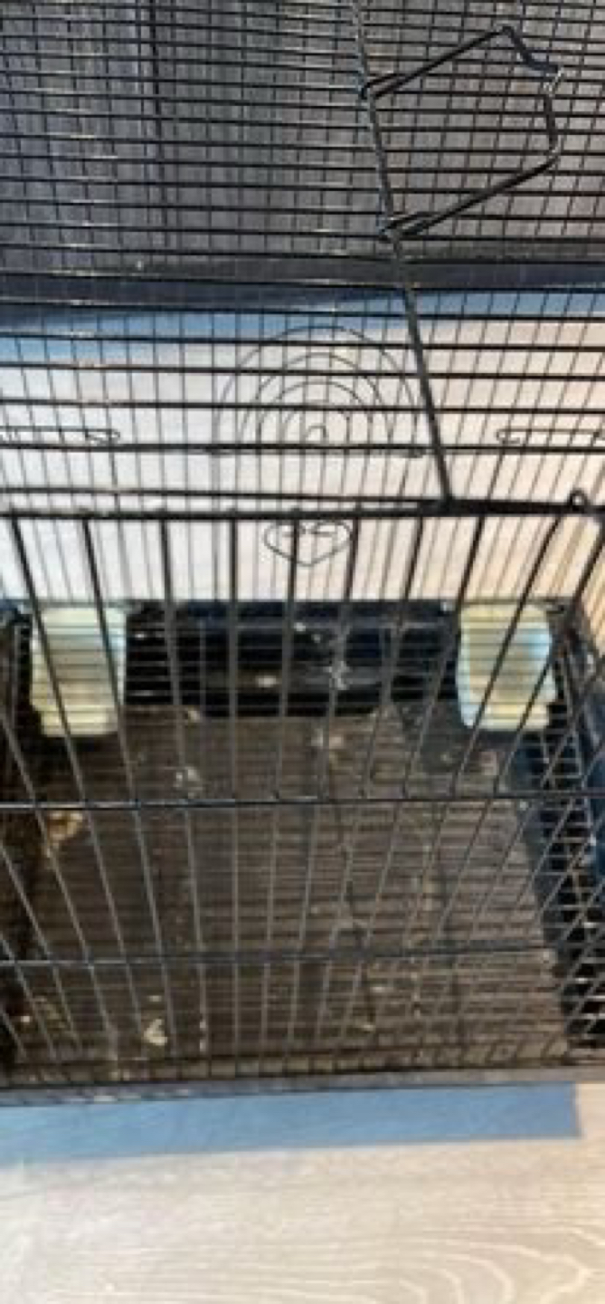 Bird cage - photo 2