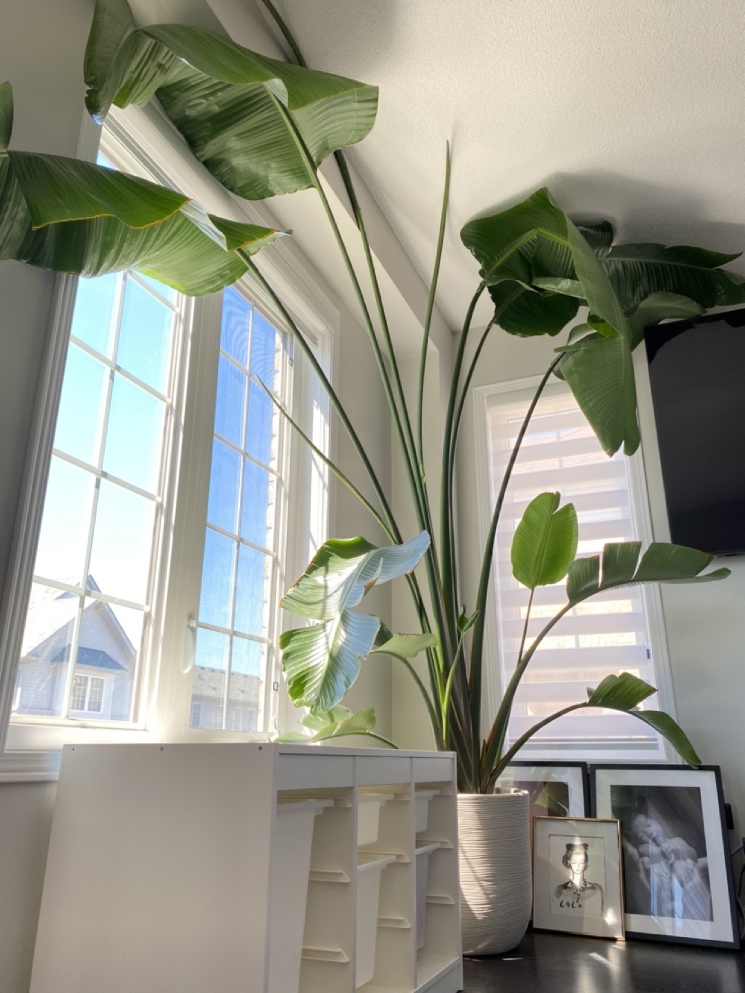 I am selling a large bird of paradise (price lowered) thumbnail
