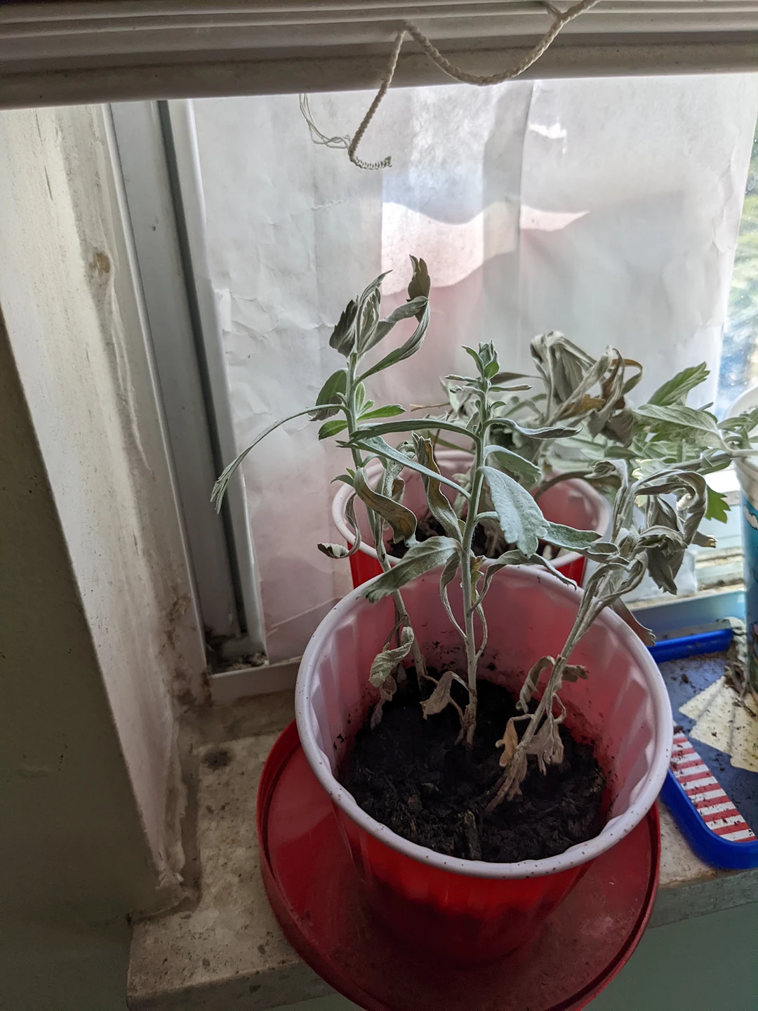 white sage brush plant thumbnail