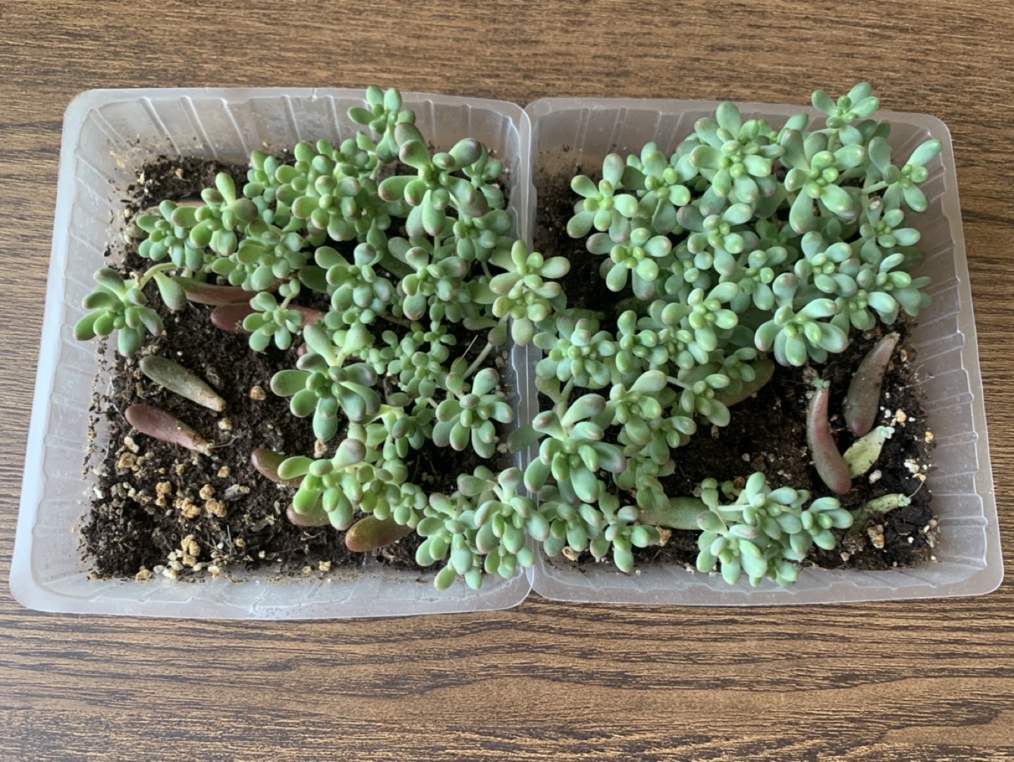 #freecycle jellybean succulent props thumbnail