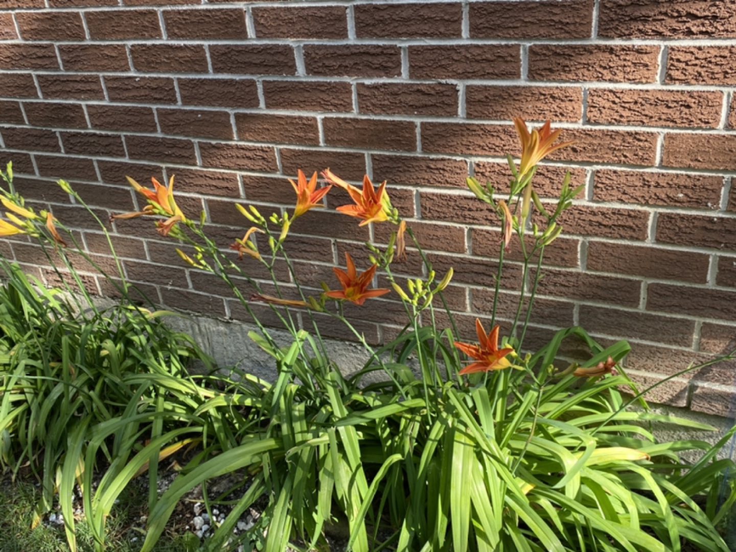 #freecycle Daylilies