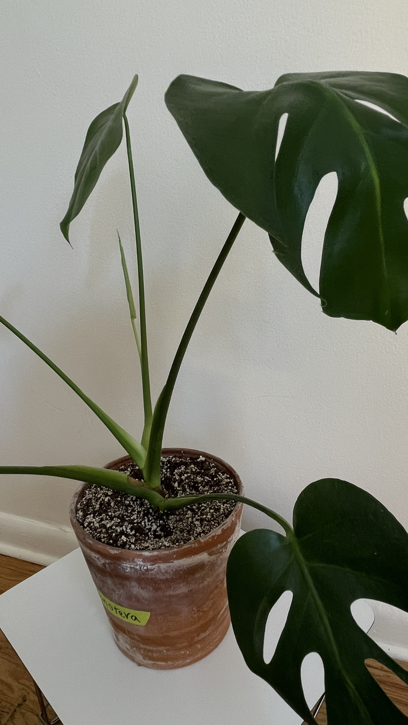 Monstera deliciosa plant - photo 2