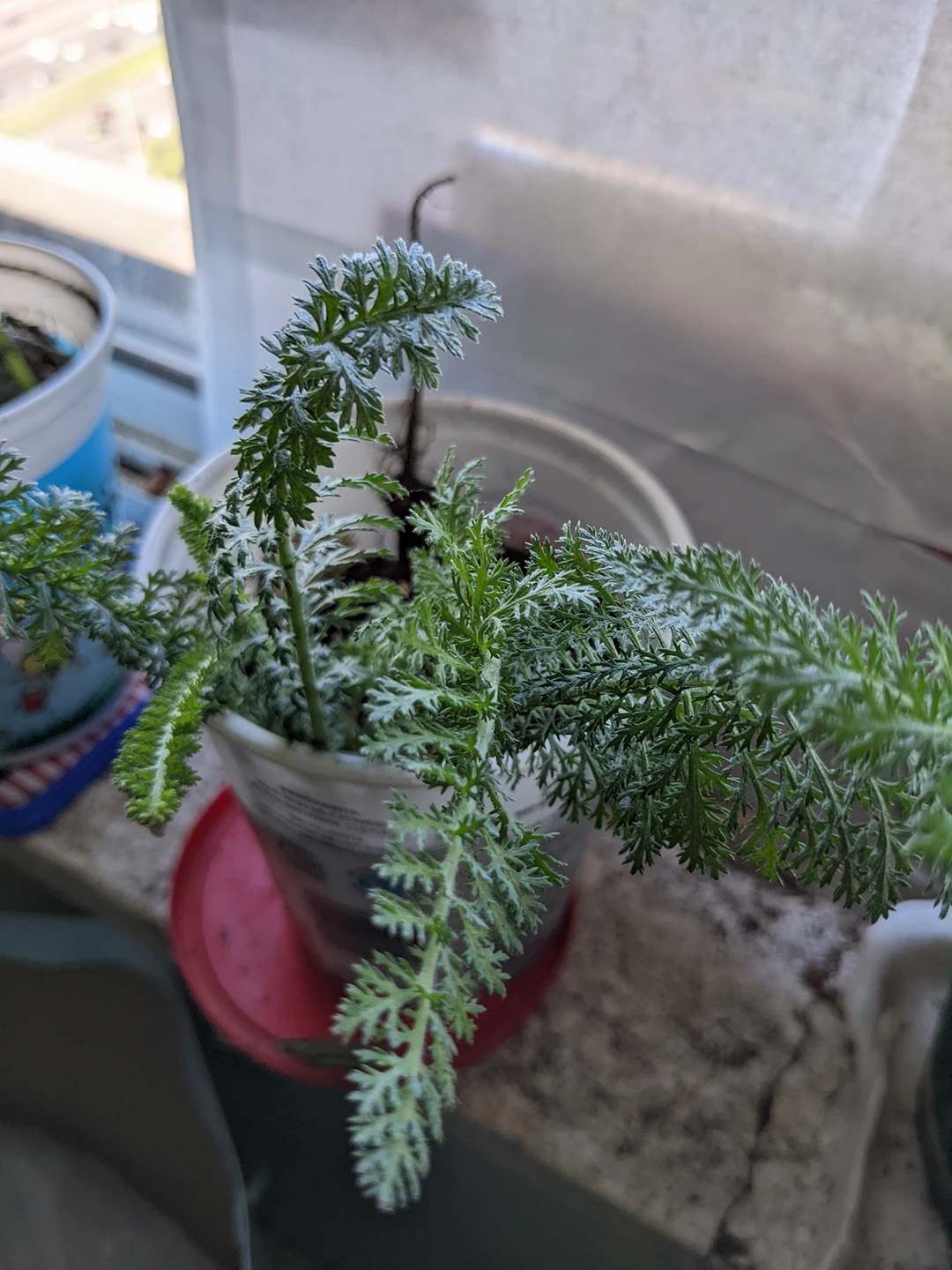 yarrow plant thumbnail