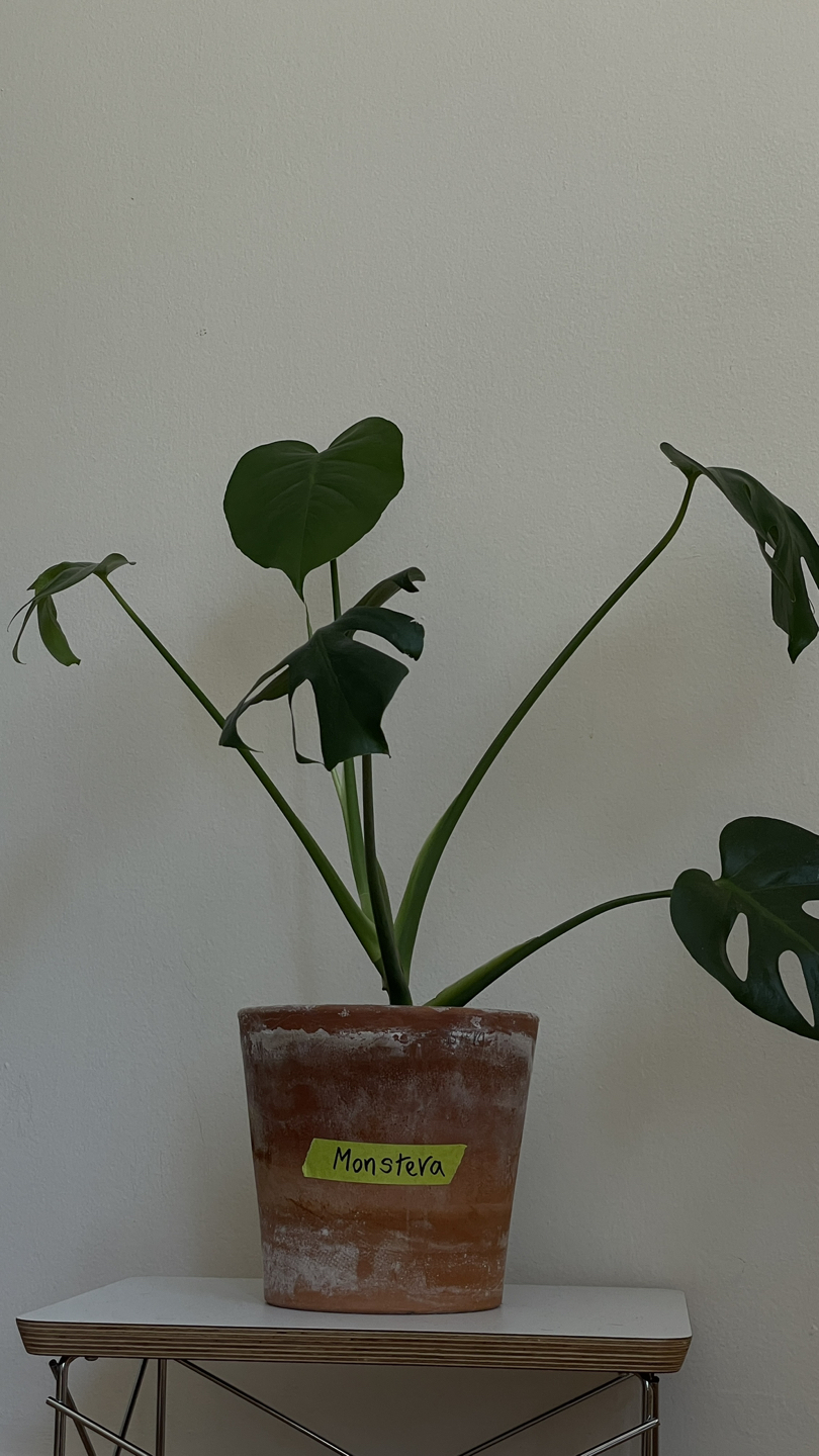 Monstera deliciosa plant