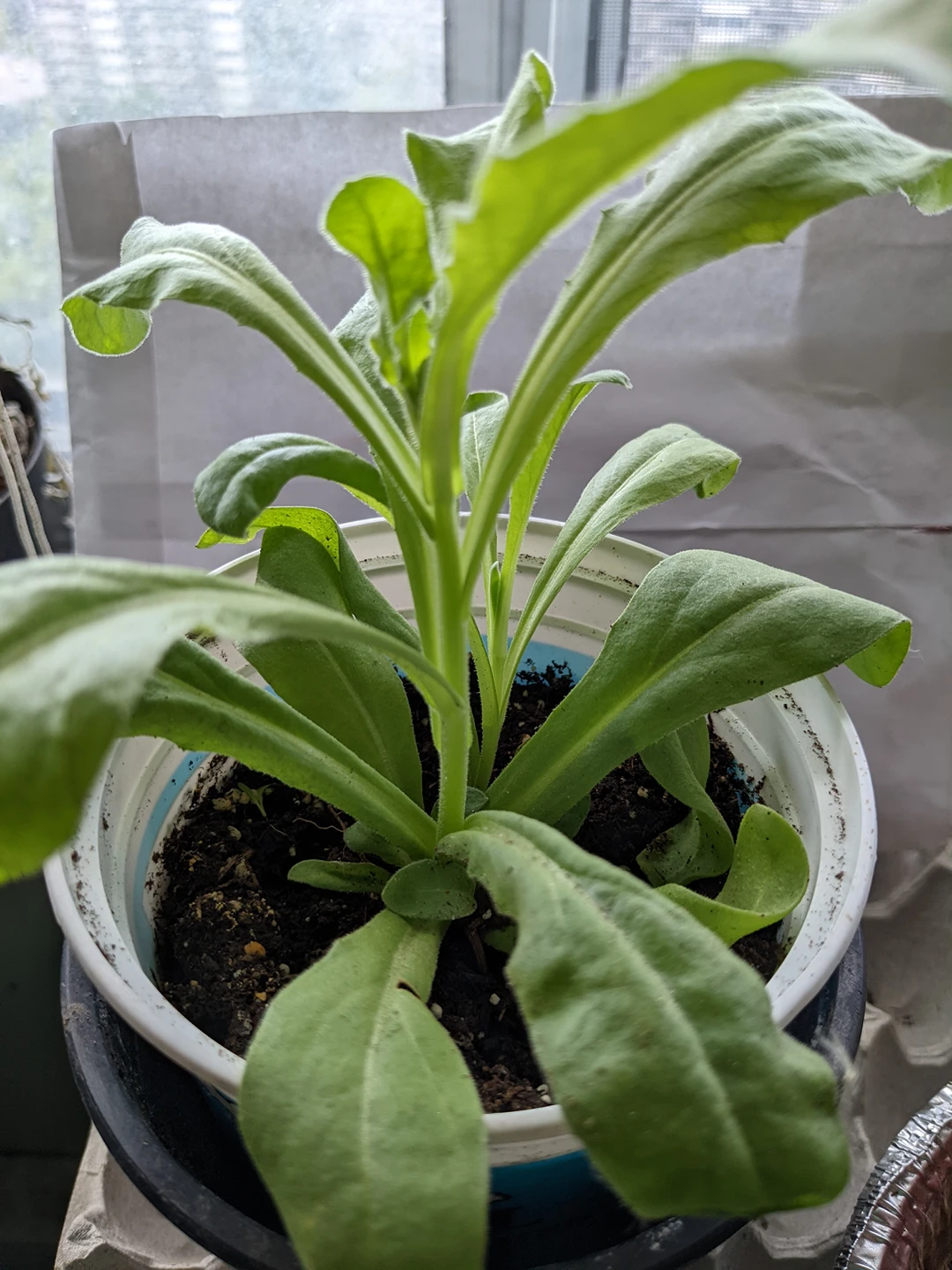 calendula plant thumbnail