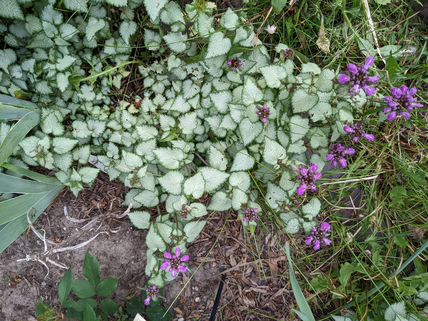 lamium plant thumbnail