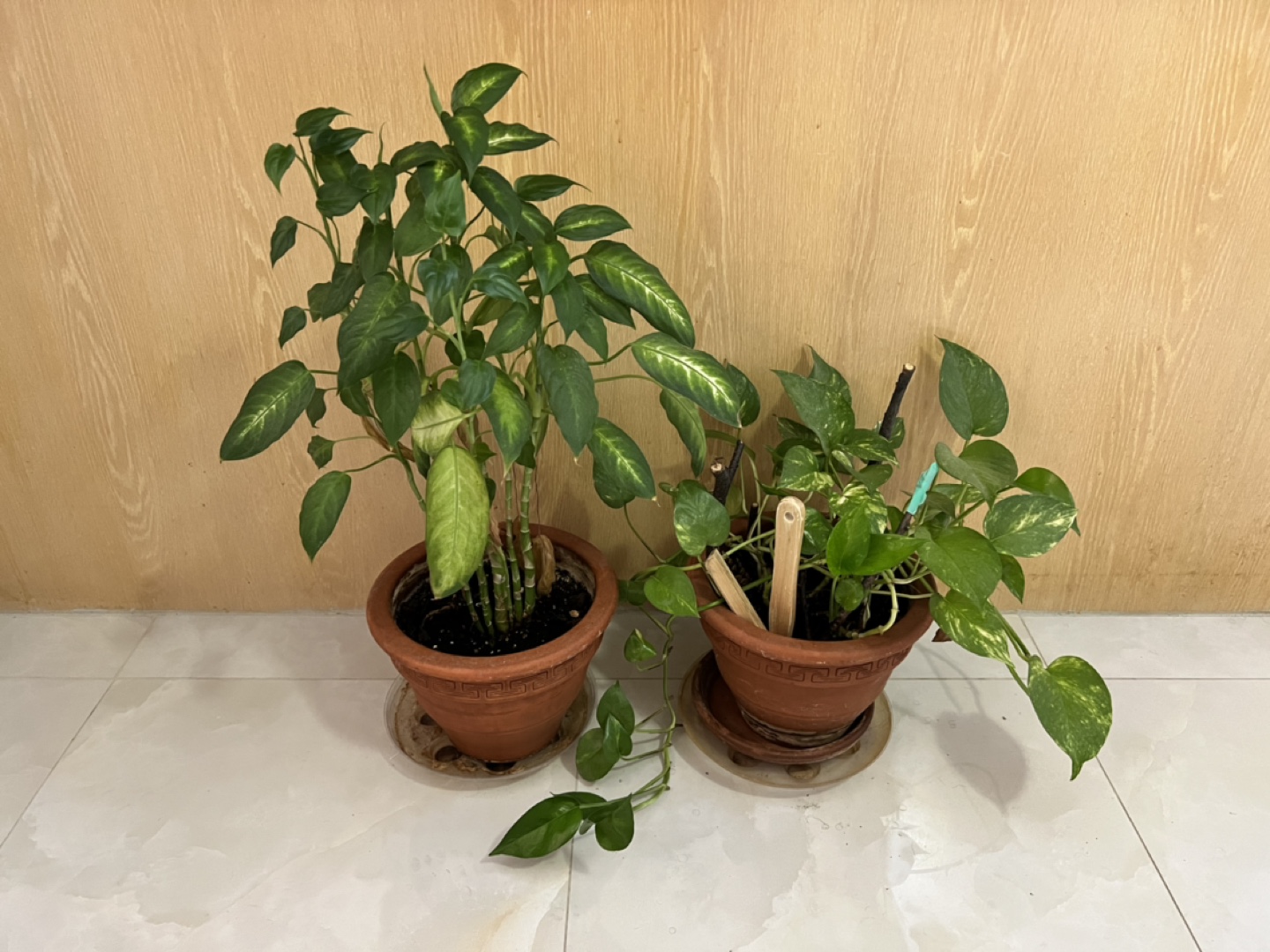 Money Plant with Pot and base thumbnail