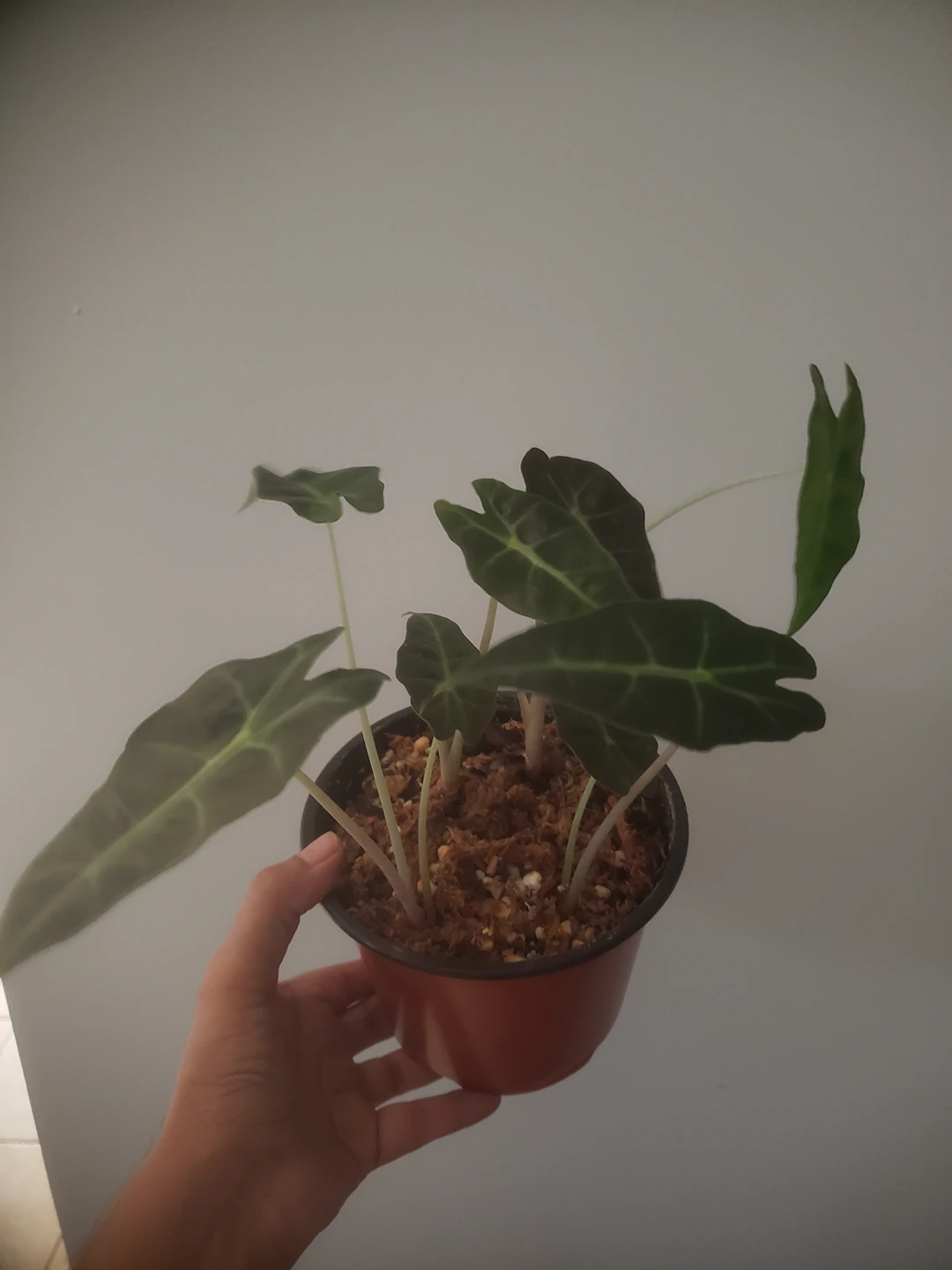 Alocasia Polly - photo 3