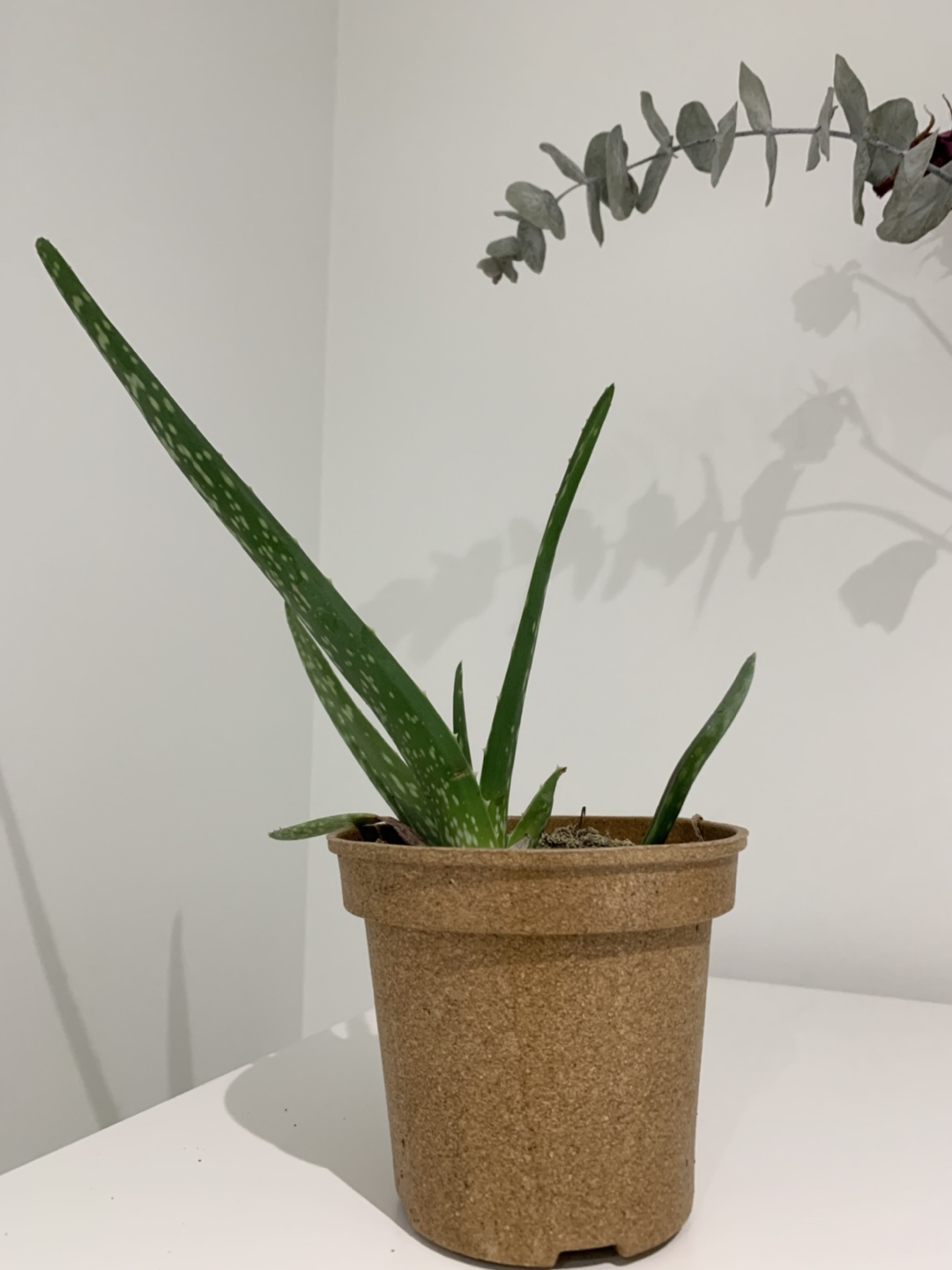 Aloe Vera plant thumbnail