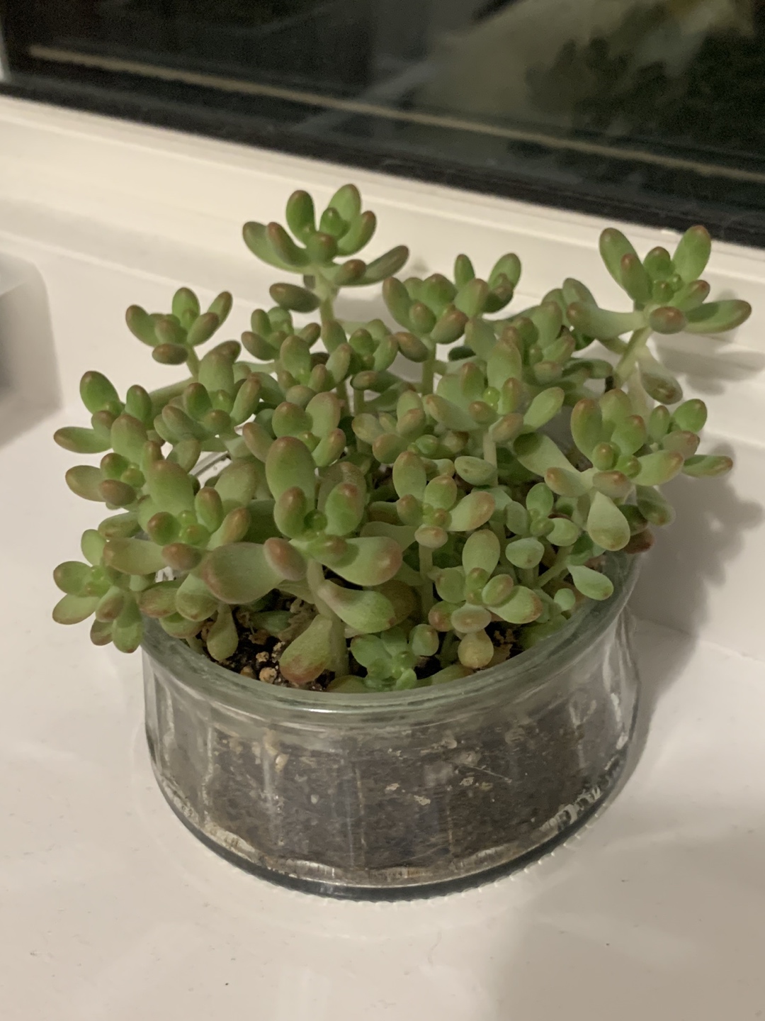#freecycle Jelly beans succulents thumbnail