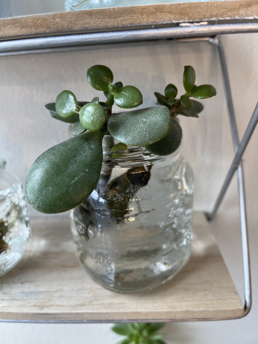 Jade Plant in Water - Mason Jar thumbnail