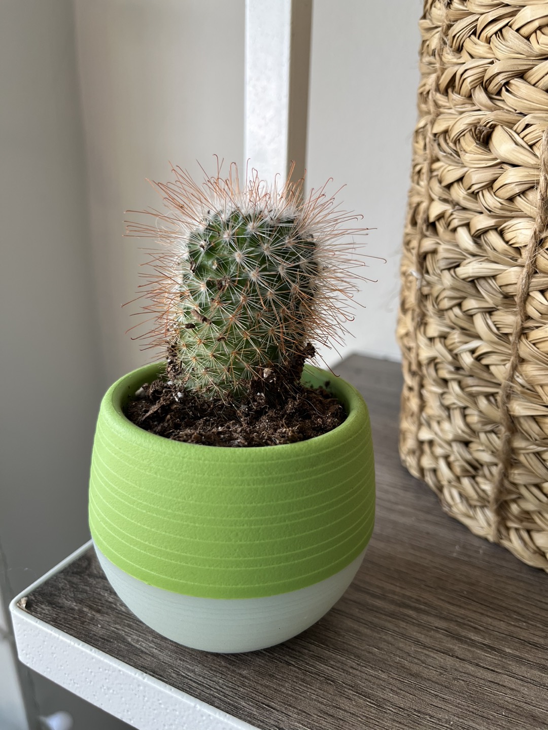 Cactus - self watering pot thumbnail