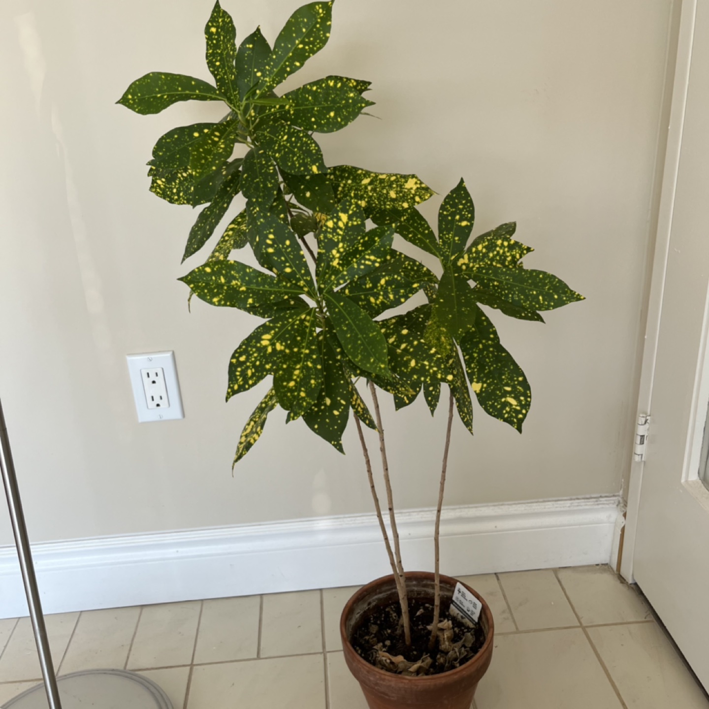 Moving Sale - Croton Gold Dust