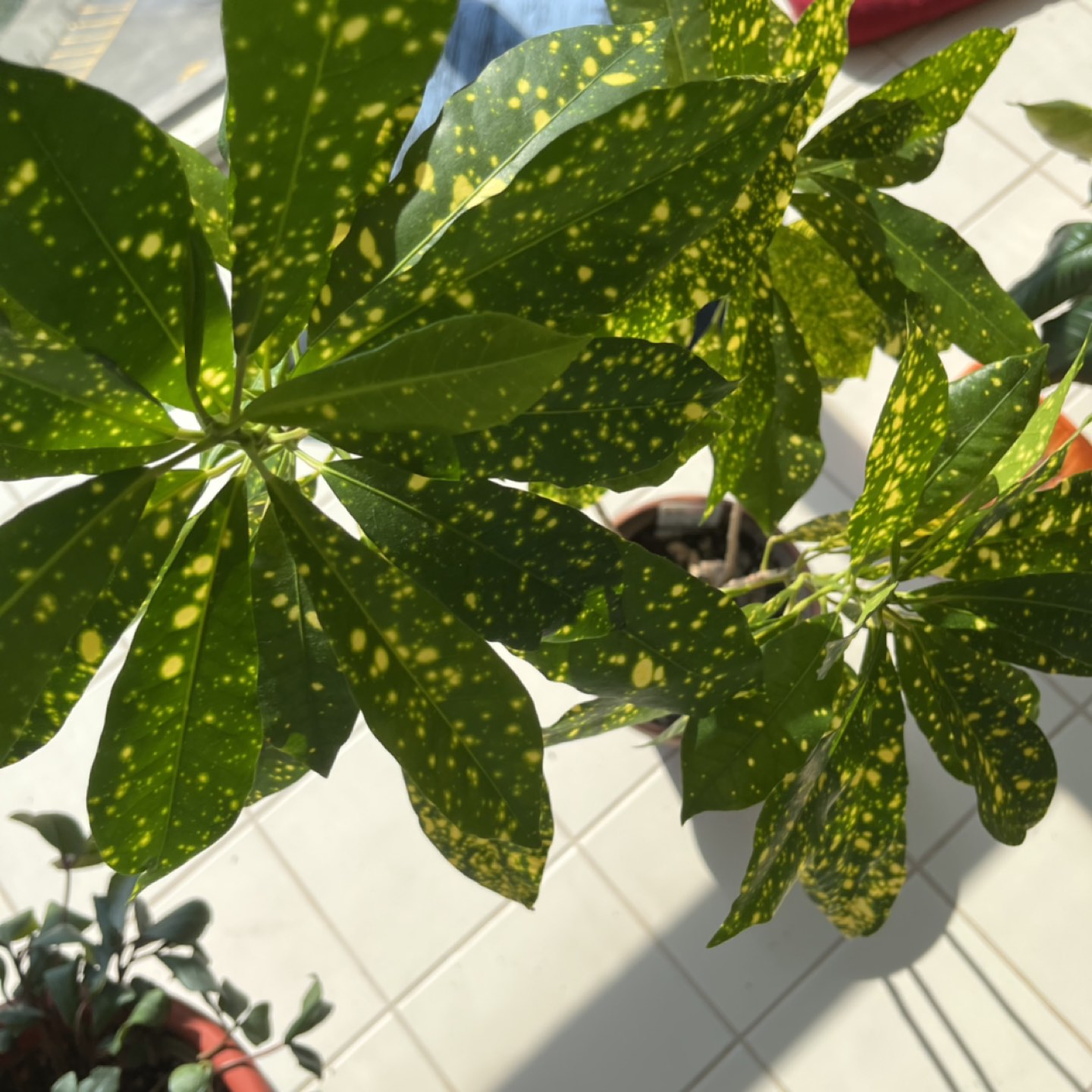 Moving Sale - Croton Gold Dust - photo 2