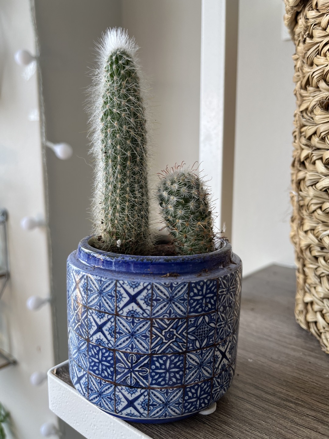 Cactus - 2 diff kinds in beautiful planter thumbnail