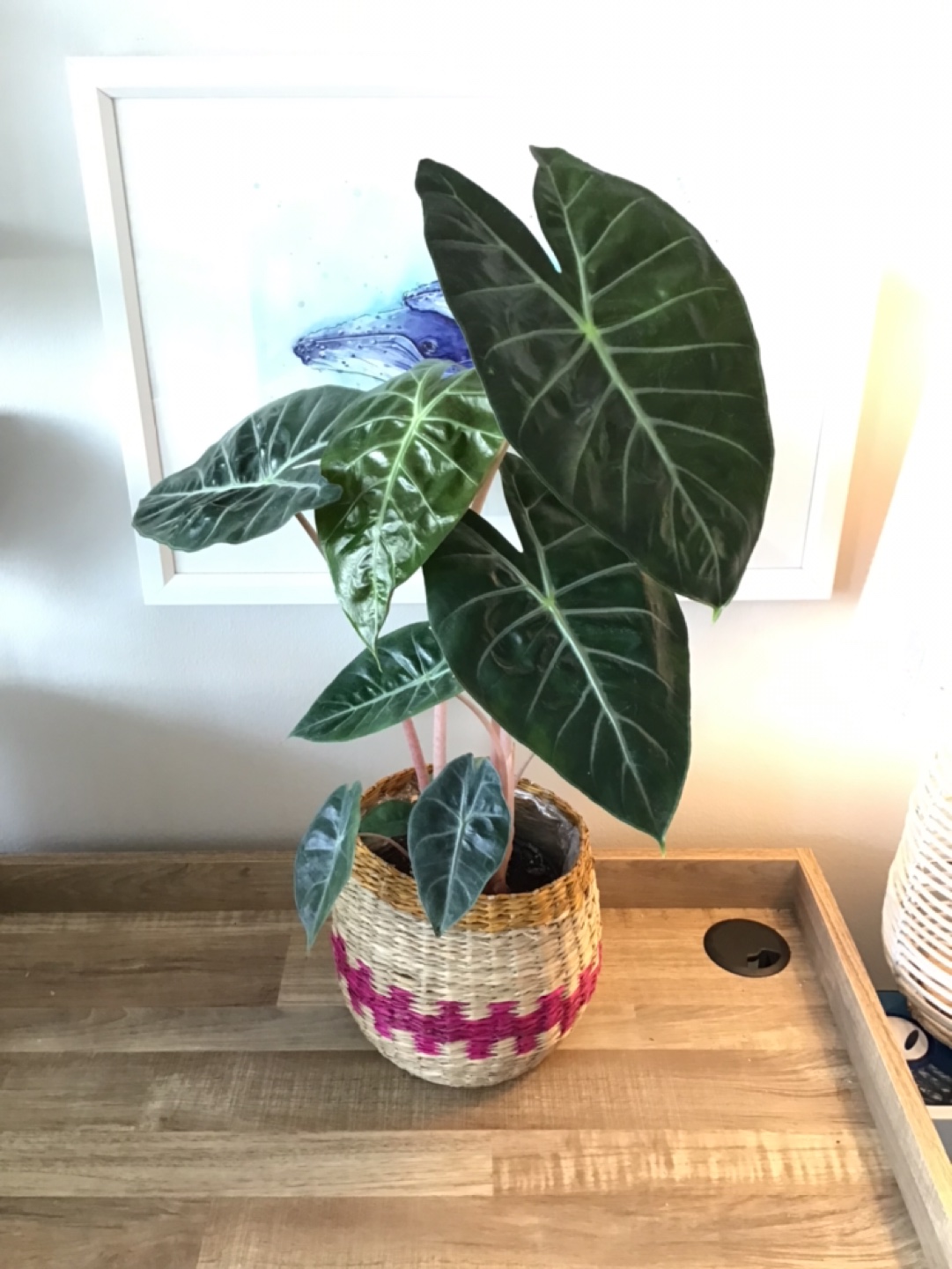Tropical plant in boho pot thumbnail