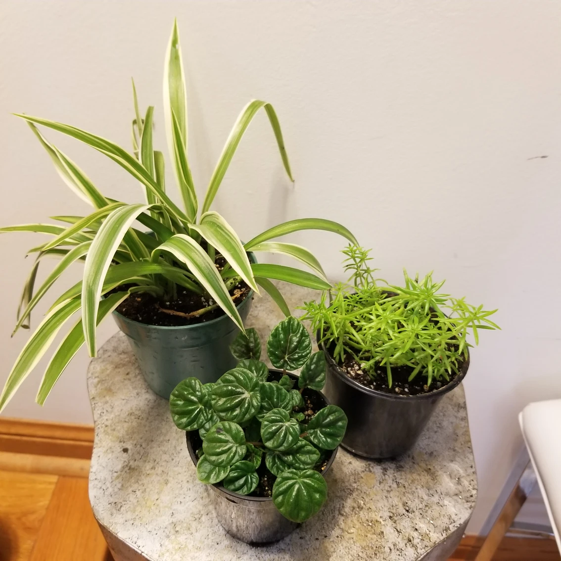 3 plants for $5 thumbnail