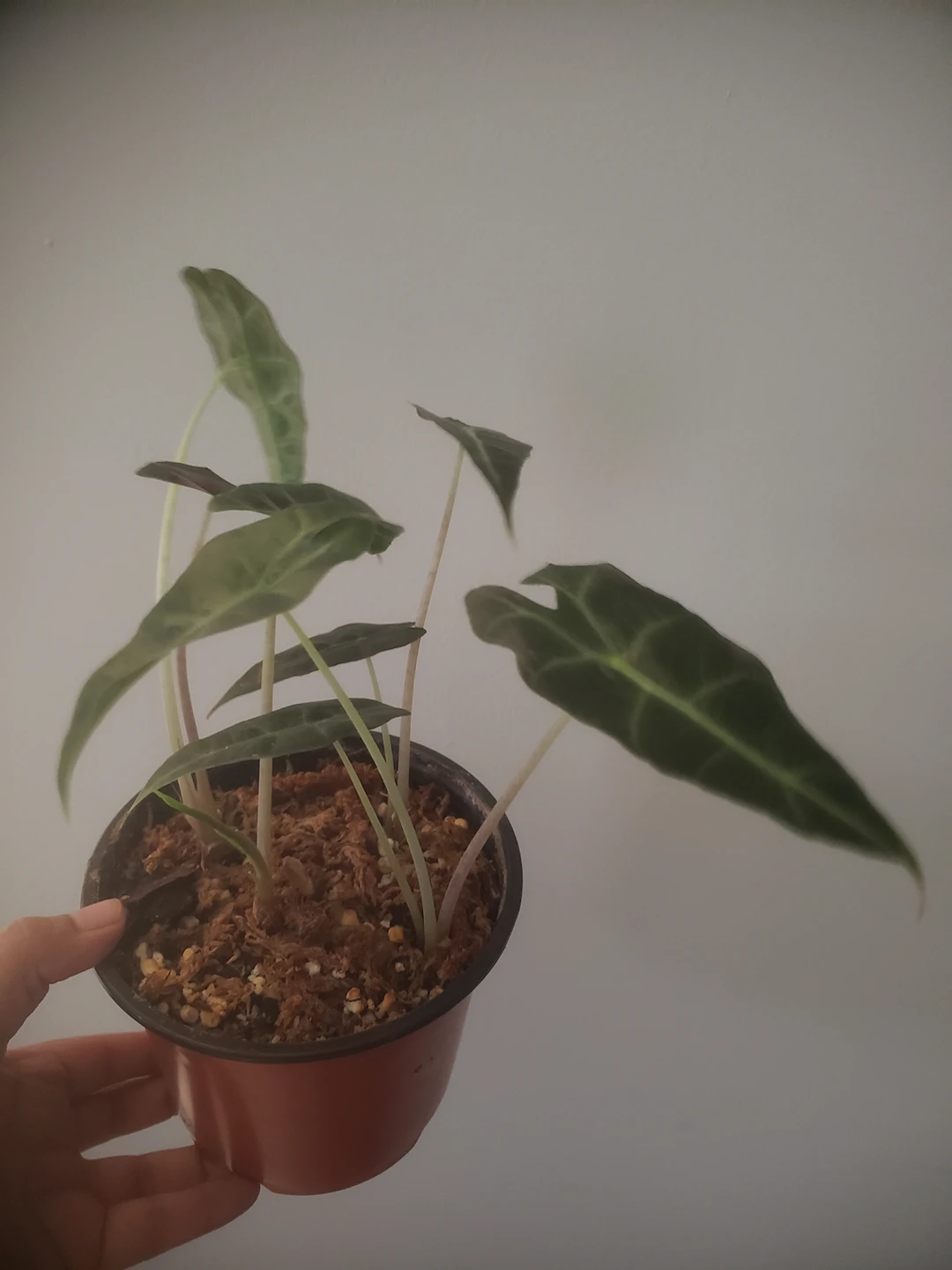 Alocasia Polly