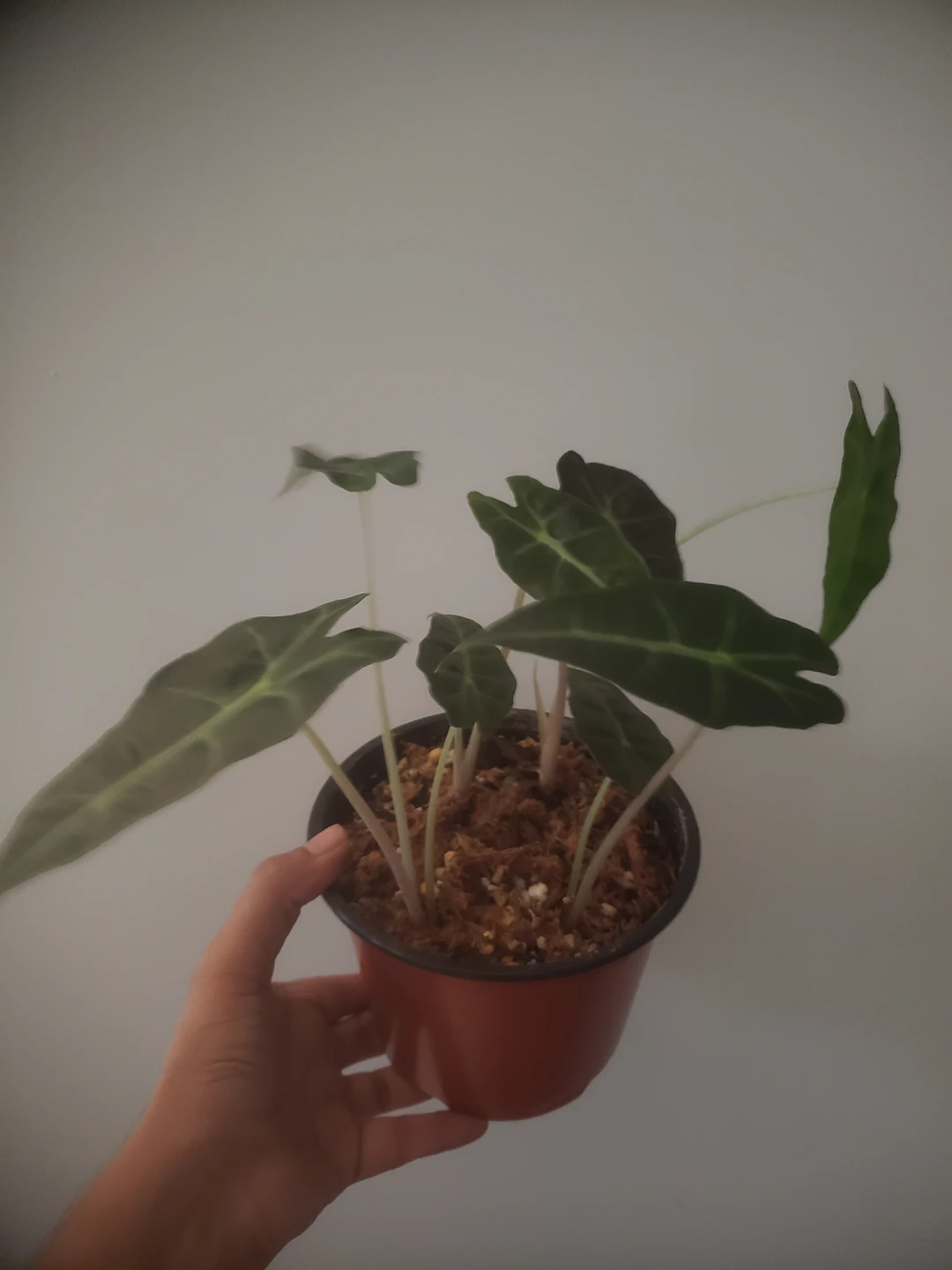 Alocasia Polly - photo 2