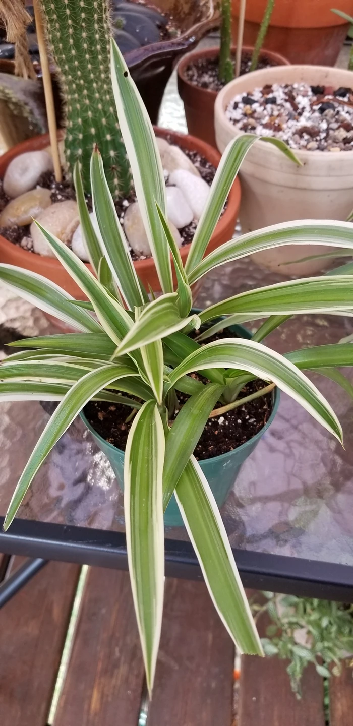 spider  plants for free thumbnail