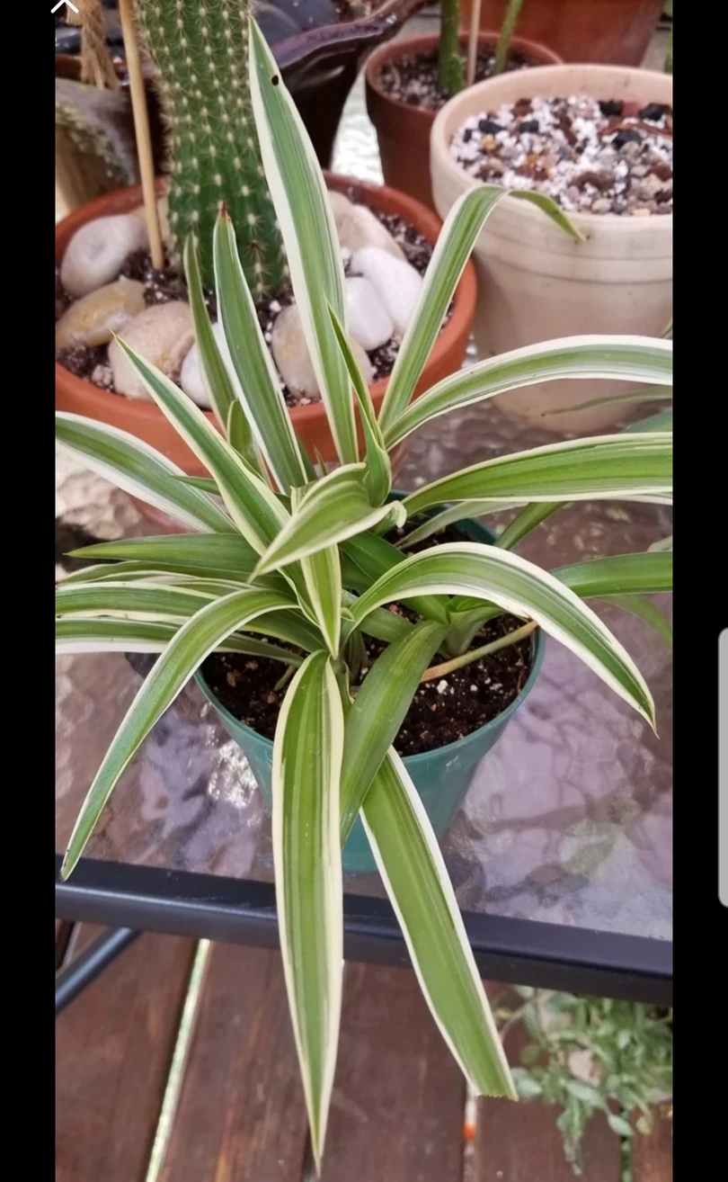 Spider plants