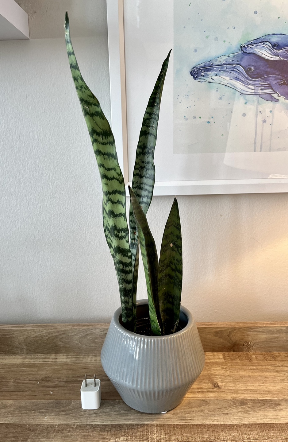 Tall Snake Plant in Ceramic Pot thumbnail