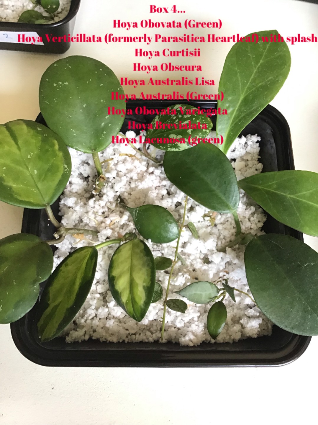 Hoya Prop Box plant bundles - photo 5