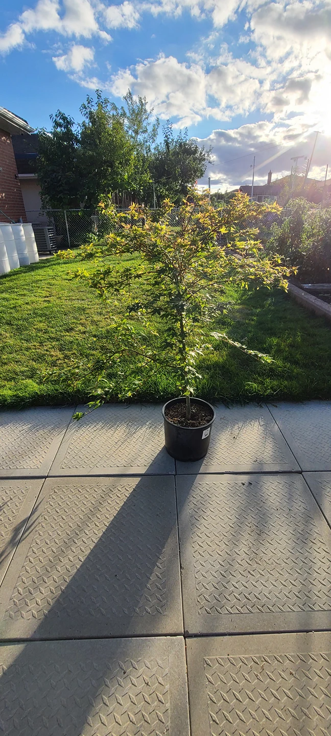 Japanese Maple Tree - photo 2
