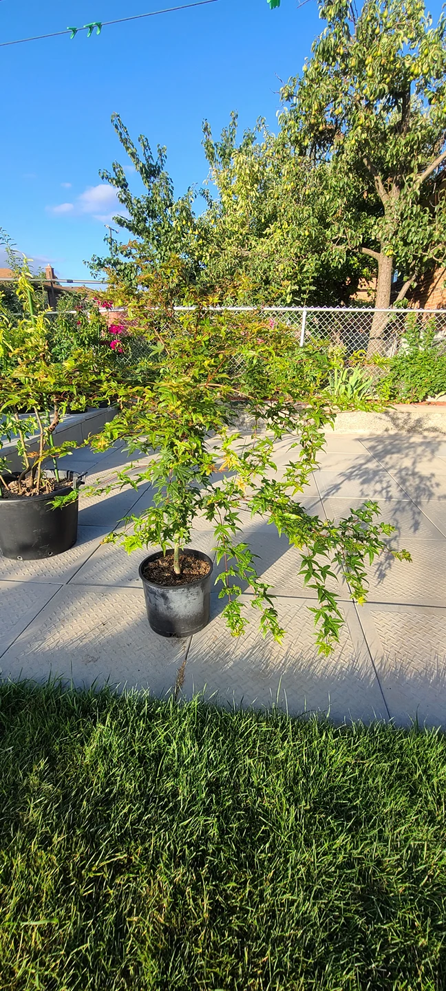 Japanese Maple Tree