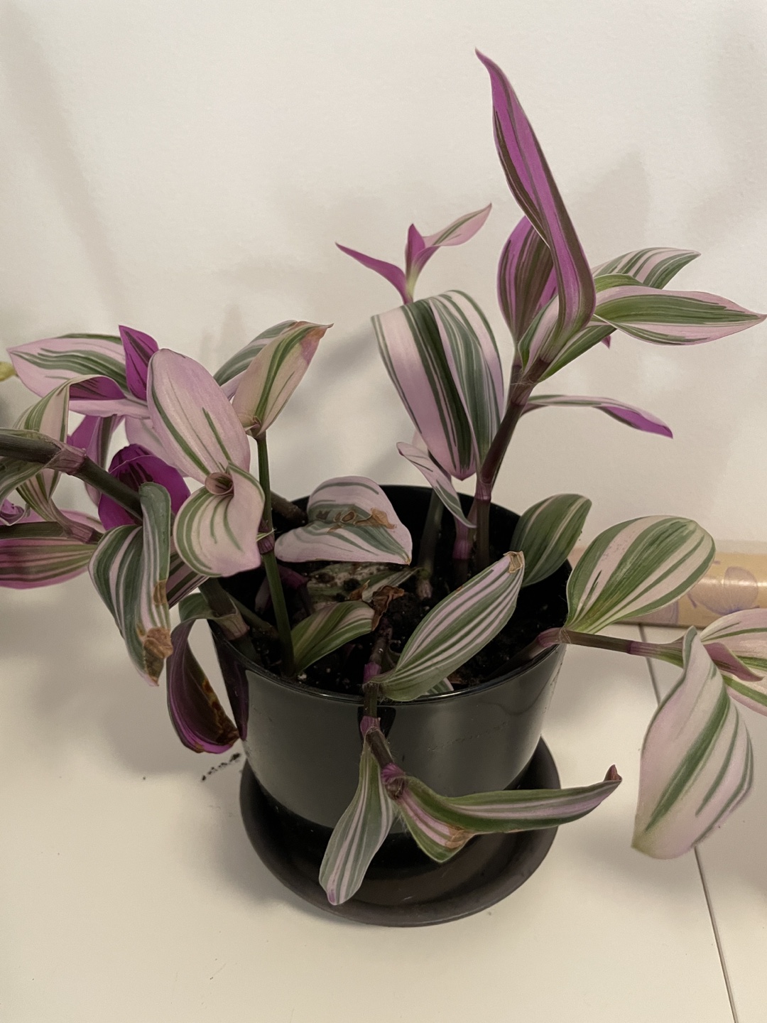 Free tradescantia nanouk cuttings #freecycle