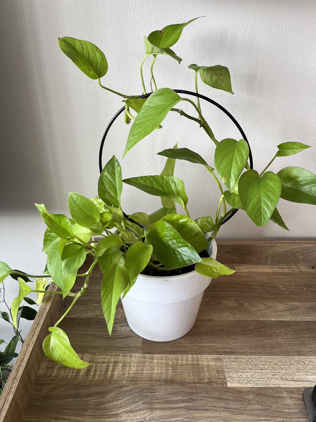 Neon Pothos- Lush & Trailing thumbnail