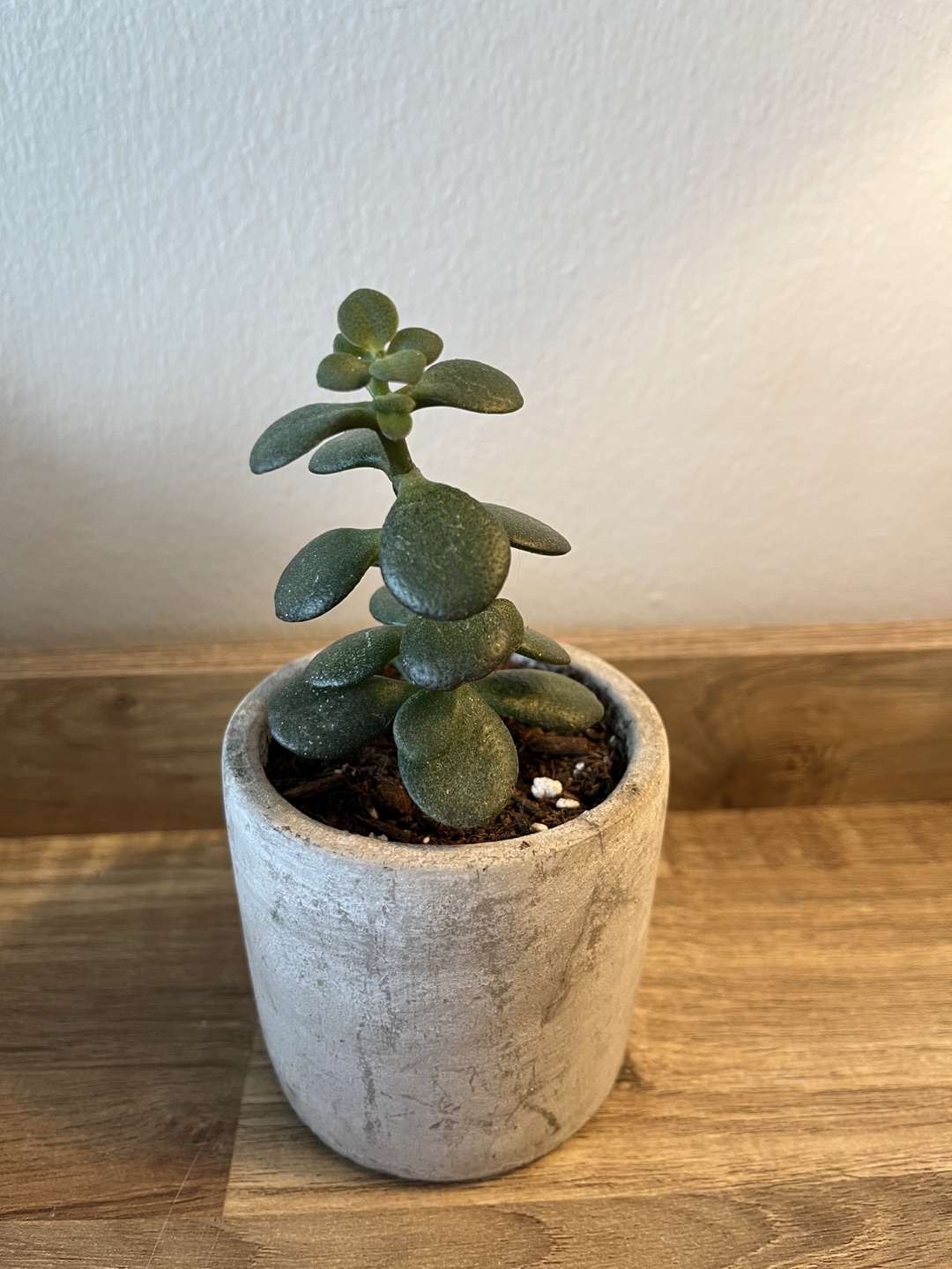 Succulent in Grey Pot thumbnail