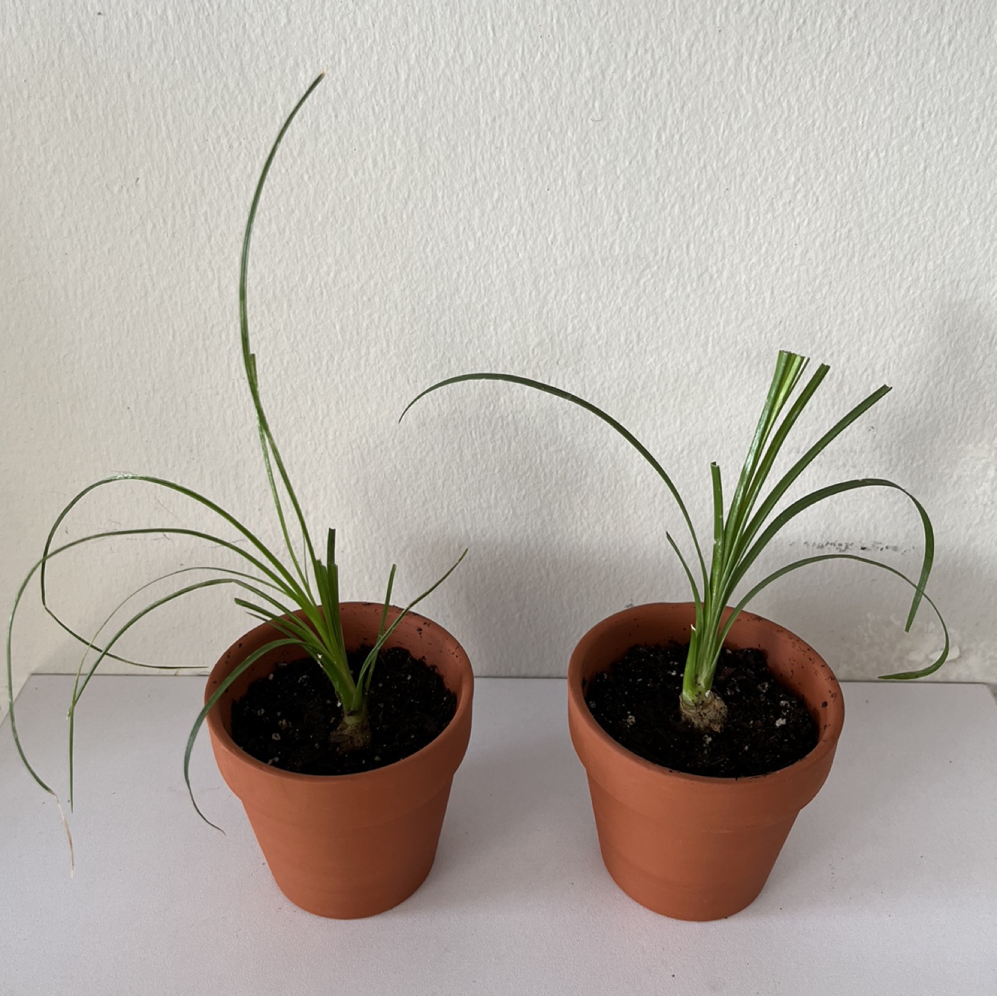 Pony Tail Palm Tree - comes with pot! thumbnail