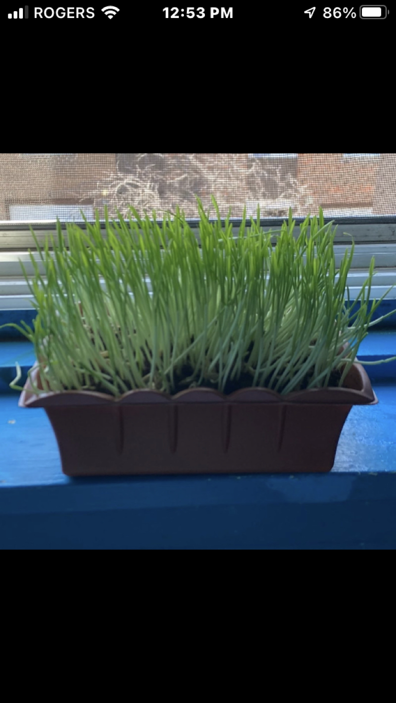 Cat grass - photo 3
