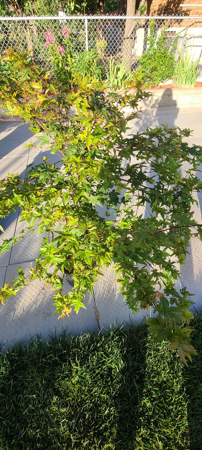 Japanese Maple Tree - photo 3