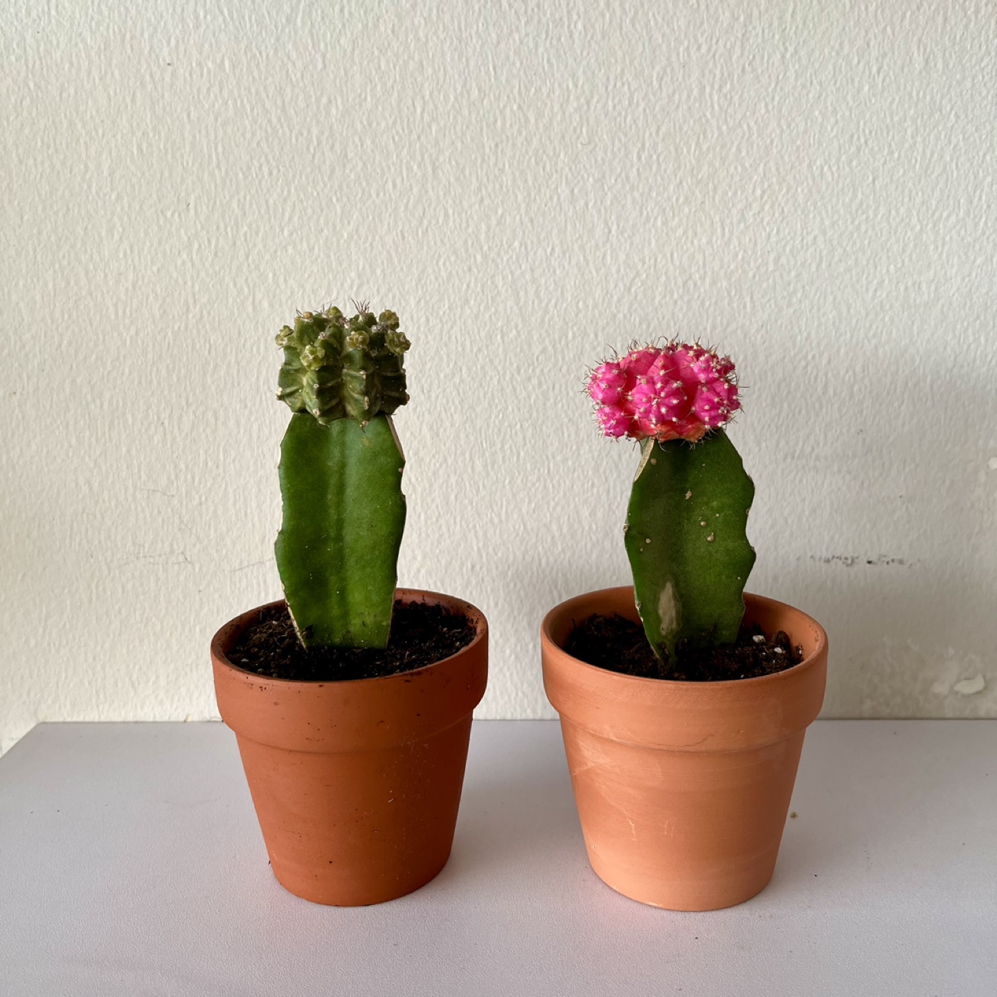 Moon Cactuses - Green & Pink thumbnail
