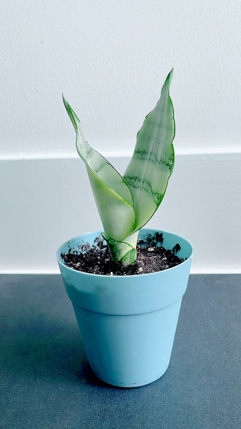 Moonshine snake plant thumbnail
