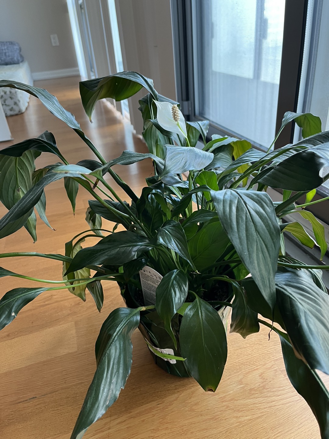 Plants 15 CAD each, 25CAD if you take both - photo 3