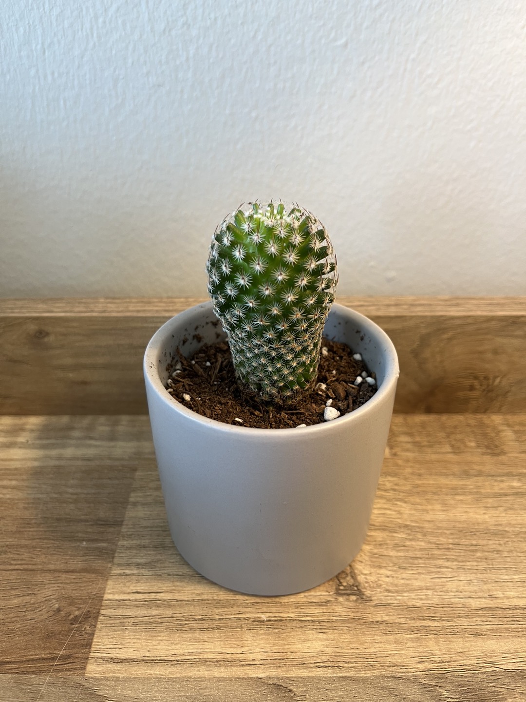 Cactus in Light Grey Pot thumbnail