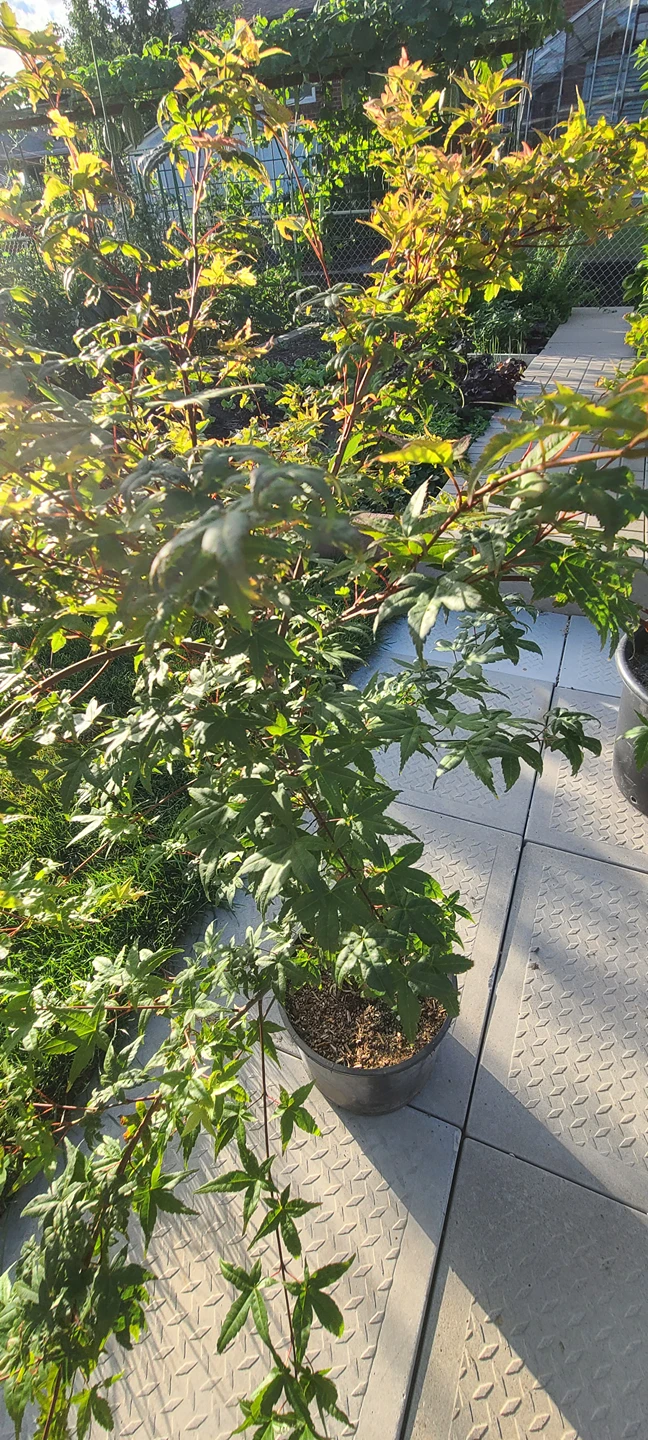 Japanese Maple Tree - photo 5