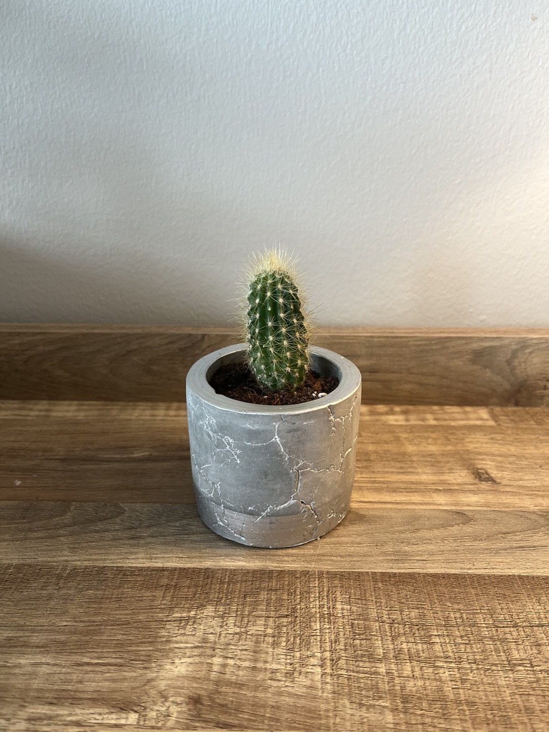 Cactus in Silver Pot thumbnail